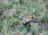 Kruger NP VII
