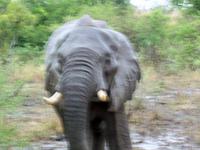 Kruger NP X