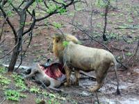 Kruger NP XIV