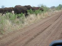 Kruger NP XVI