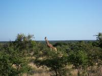 Kruger NP