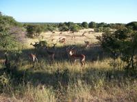 Kruger NP