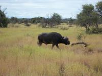 Kruger NP