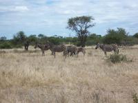 Kruger NP