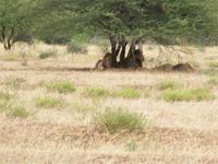 Kruger NP