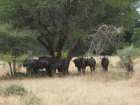 Kruger NP
