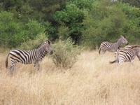 Kruger NP