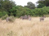 Kruger NP