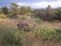 Kruger NP