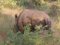Kruger NP