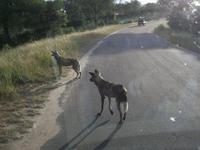 Kruger NP