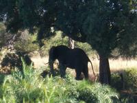Kruger NP