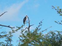 Kruger NP