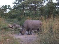 Kruger NP