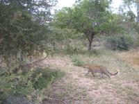 Kruger NP