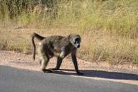 Kruger NP