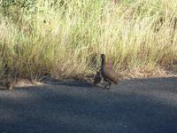 Kruger NP