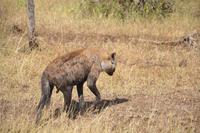 Kruger NP