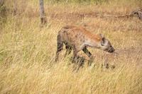 Kruger NP