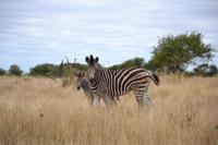 Kruger NP