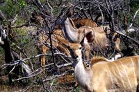 Kudus
