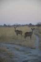 Kudus