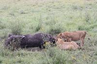 Löwen-Familie beim Festmahl in der Serengeti