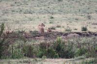 Löwen-Familie im Ngorongoro Crater