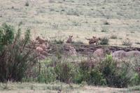 Löwen-Familie im Ngorongoro Crater