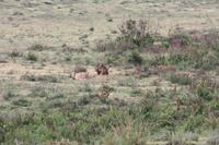 Löwen-Familie im Ngorongoro Crater