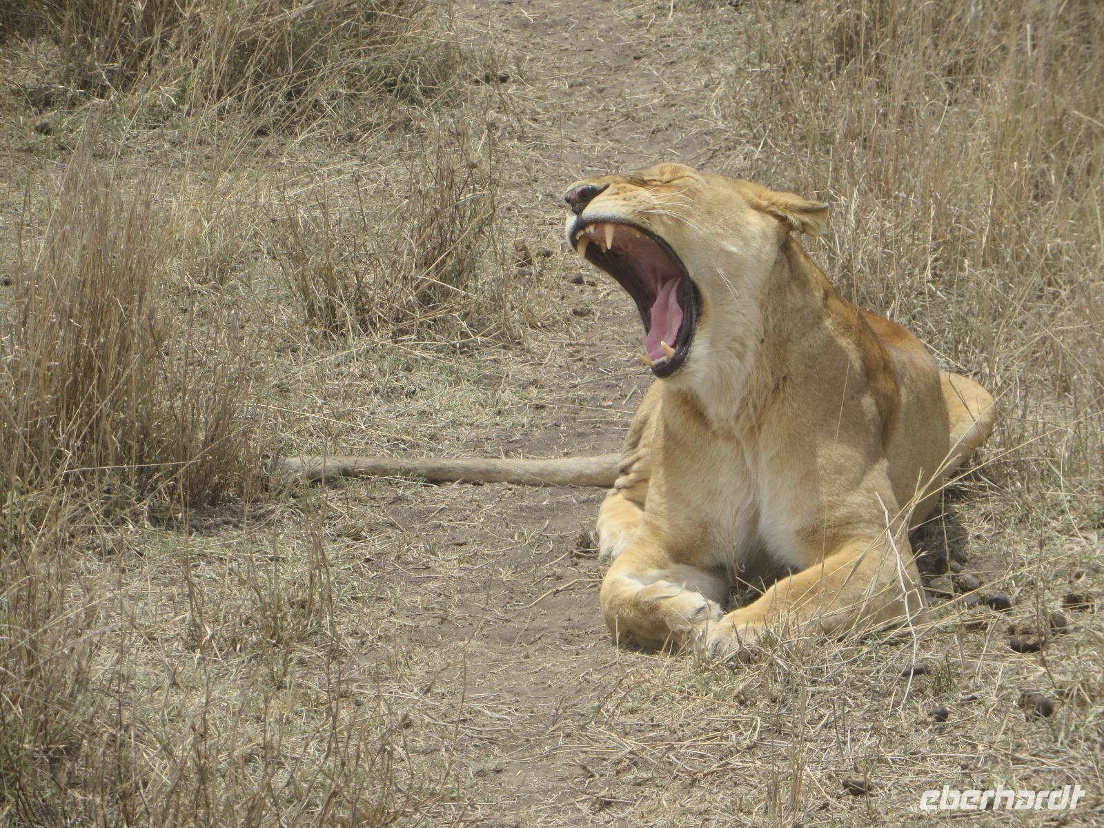 Löwin, Serengeti