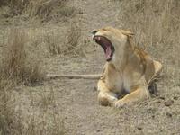 Löwin, Serengeti