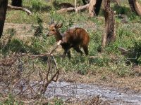 Lake Manyara, Buschbuck