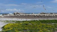 Lamberts Bay, Kaptölpelkolonie