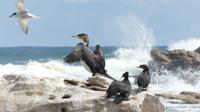 Lamberts Bay, Komorane
