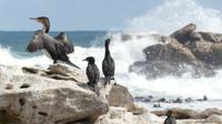Lamberts Bay, Komorane