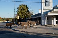Lebendiges Maun