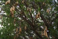 Leberwurstbaum