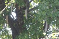 Leberwurstbaum