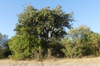 Leberwurstbaum