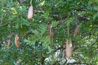Leberwurstbaum