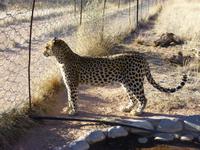 Leopard Susi