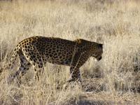 Leopard Susi