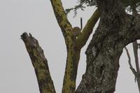 Leopard beendet seine Mittagsruhe
