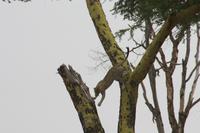 Leopard beendet seine Mittagsruhe