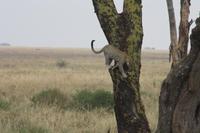 Leopard beendet seine Mittagsruhe