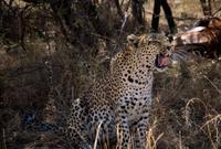 Leopard gähnend