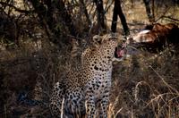 Leopard gähnend