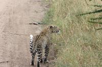 Leopard in der Serengeti