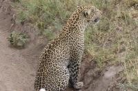 Leopard in der Serengeti